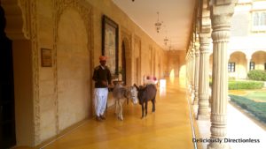 Donkeys at Suryagarh Jaisalmer