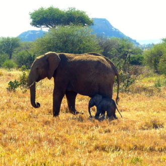 Elephant & baby at Ol Jogi Kenya