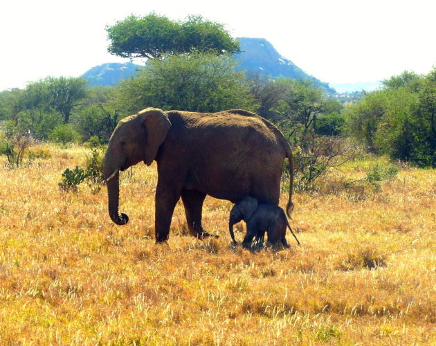 Elephant & baby at Ol Jogi Kenya