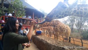 Feeding giraffes at Giraffe centre Nairobi Kenya