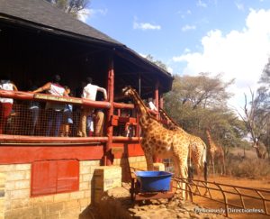Giraffes at Giraffe Centre Nairobi Kenya