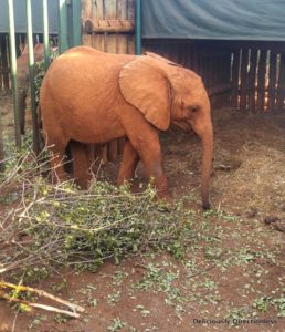 Mteto at David Sheldrick Trust Nairobi Kenya