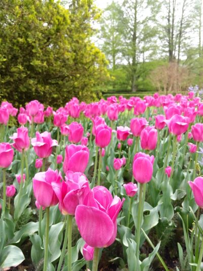 Tulips at Longwood Gardens