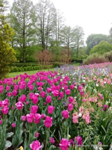 Longwood Gardens tulips