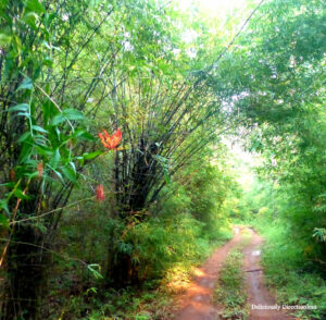 Jungle trail Tadoba © Prachi Joshi